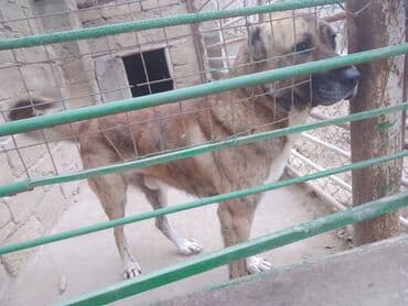 coban iti adlari: Meydan itidir 2yaş nece ayligdir balacalgdan 1aylgdan biz boyutmuşuk — 1