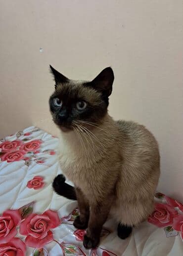 купить сиамского котенка: Сиамская, Самец, Для вязки — 2