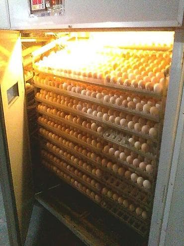 Оборудование для мойки: Süni cücərtmə və damazlıq yumurta xidməti - Peşəkar inkubator — 1