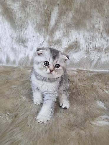 pişim: Şotland yastı qulaq — 6