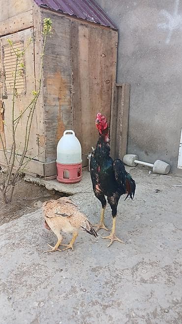 saman baki: Salam olsun heyrati türk cinsidir temiz saglamdir doyusune soz yoxdu — 2