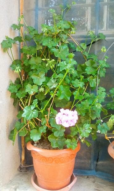 taxta dibcekler: Bitki: Sardunya (Pelargonium), açıq çəhrayı çiçəkli Forması — 2