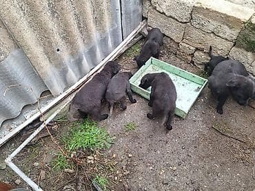 gence it satisi: 4 ay, Erkek, Peyvəndli, Ünvandan götürmə — 3