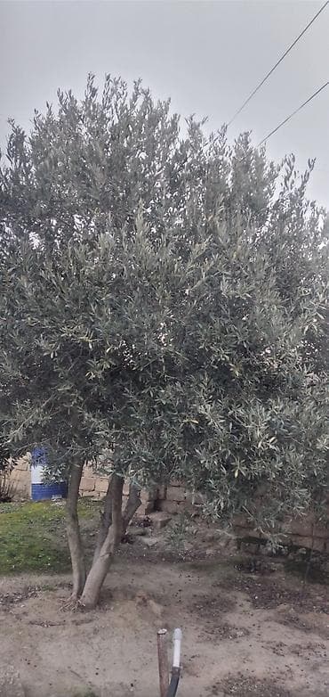 Məhsul: Zeytun ağacları (canlı bitkilər) Təsvir: - Şəkillərdə iri