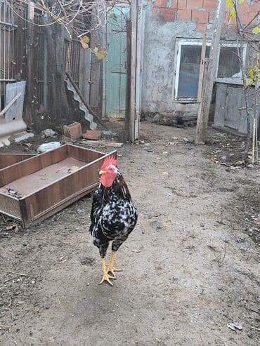 liqorin toyuqları: Toyuq, Damazlıq — 3