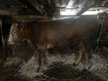 ətlik inək cinsləri: Erkək, il: 1, 100120 kq, Damazlıq, Ətlik, Ünvandan götürmə — 6