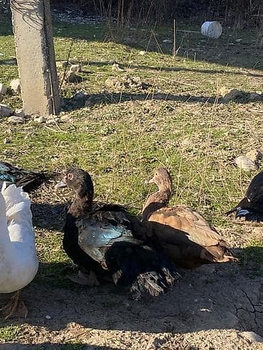 balaca quzu qiyməti: Təmiz qan zümrüd erkəy 2 ağlar 1 dişi 1 erkəy 1 dişi alapaca 4 ü cəmi — 1