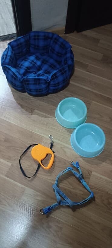 setteri it cinsi: Pudel, Sənədli — 9