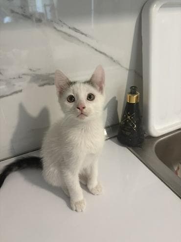 pişik satilir: Yaxşı əllərə, Ünvandan götürmə — 8