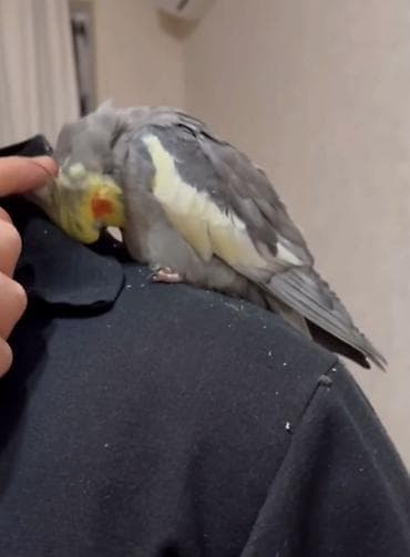 bala tutuquşu: AşkmCici kuş deyir kim isdəsə videosun ata bilərəm Başa qonur çox — 4