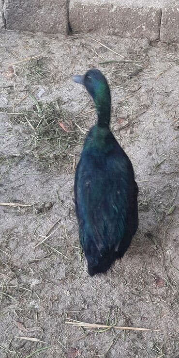 pinqvin ördək: Kayuqa ördəkləri, orjinal sort.Barter də olar. Saxlamaq üçün hazır — 7