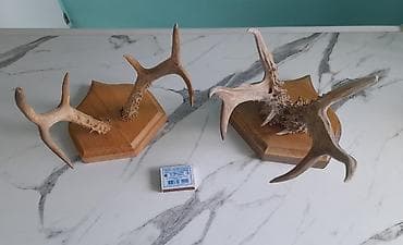 Pastel dəstləri: Təbii maral və ceyran buynuzları – dekorativ kolleksiya Məhsul — 2