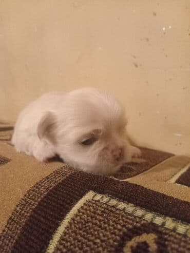 itlər pekines: Пекинес, 1 месяц, Самец, Бесплатная доставка — 1