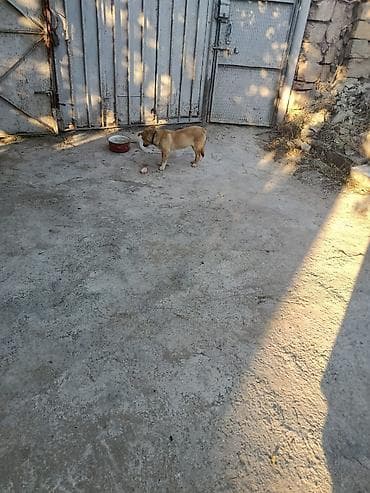 border collie: Diqqət Diqqət, Gözəl Ağıllı dil bilən çox Vəfalı Çoban İtiğ, həyəti — 7