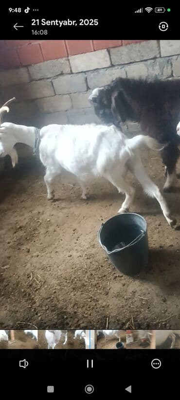 sudluk inekler: Satılır: Süd istiqamətli ağ keçilər - Şəkillərdə təsərrüfat — 6