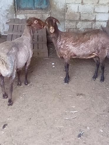 ag at sekilleri: Qoyunlar – 2 baş, qala qoyunları əkiz doğandilar satılır 1ci qarına — 3