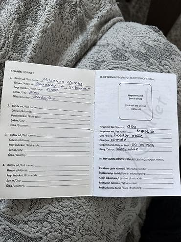 itl: Heyvanın tipi, dog Cinsi border collie 2 aylıq baladır anasının — 6