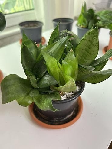 peyin satisi: Sansevieria kompakt dekorativ otaq bitkisi - Dibçəklə birlikdə — 1