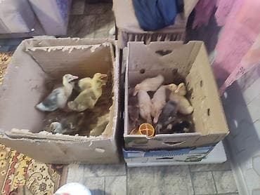 Gəmiricilər: Ördək balası 1 aylıq — 2