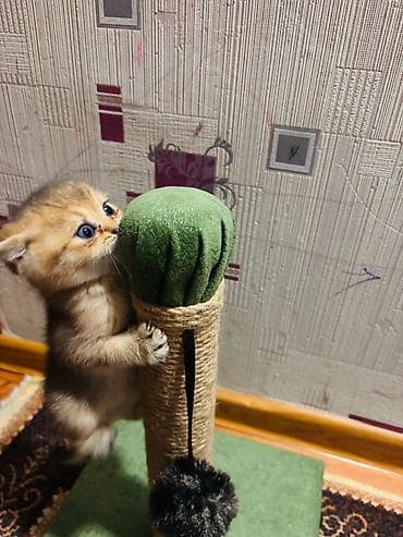 İtlər: Məhsul: Pişiklər üçün oyun və məşq dəsti Təsvir: - 3 mərtəbəli — 4