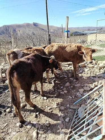 4 𝑩𝒂𝒔 𝑫𝒊𝒔𝒊 𝒅𝒂𝒏𝒂 𝒔𝒂𝒕𝒊𝒍𝒊𝒓 𝑻𝒆𝒌-𝒕𝒆𝒌 𝒗𝒆 𝒌𝒐𝒎 𝑹𝒆𝒂𝒍 𝒂𝒍𝒊𝒄𝒊𝒍𝒂𝒓 𝒏𝒂𝒓𝒂𝒉𝒂𝒕 𝒆𝒕𝒔𝒊𝒏 lalafo.az -da 4 𝑩𝒂𝒔 𝑫𝒊𝒔𝒊 𝒅𝒂𝒏𝒂 𝒔𝒂𝒕𝒊𝒍𝒊𝒓 𝑻𝒆𝒌-𝒕𝒆𝒌 𝒗𝒆 𝒌𝒐𝒎 𝑹𝒆𝒂𝒍 𝒂𝒍𝒊𝒄𝒊𝒍𝒂𝒓 𝒏𝒂𝒓𝒂𝒉𝒂𝒕 𝒆𝒕𝒔𝒊𝒏