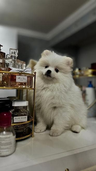 щенята в добрые руки: Шпиц, 3 месяца, Самец, С прививками, Бесплатная доставка, Доставка в районы — 6