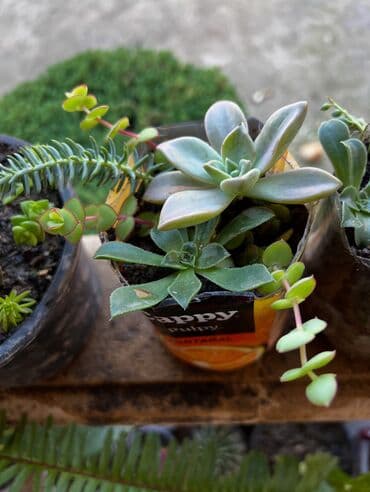 ev bitkiləri: Müxtəlif dekorativ otaq bitkiləri kolleksiyası - Kompozit sükulent — 22