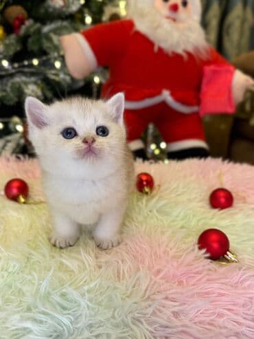 pers pişiyi: Cins Paroda pişikləri. Şotland, Britan, Pers. Rəngləri də cür bə cür — 5