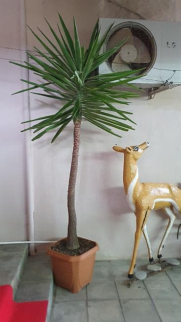 en gozel dibcek gulleri: Digər bitkilər — 1