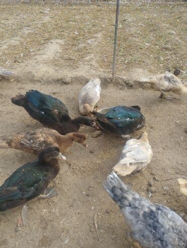 ruan ordək: Məhsul: Ev şəraitində bəslənən ördəklər (muskoviy/indo-ördəklər) — 4