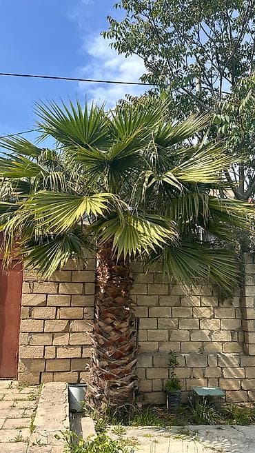 agaclar: Washingtonia robusta Palma ağacı satılır real alıcıya endırım olunacag — 1