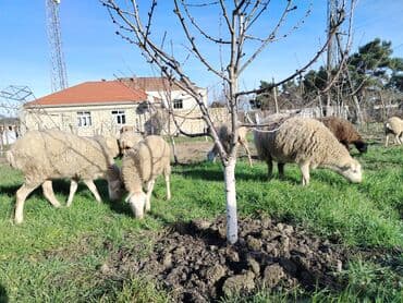 Ördəklər: Satış üçün xırdabuynuzlu heyvanlar – qoyun sürüsü - Növ: qoyun (ağ və — 5
