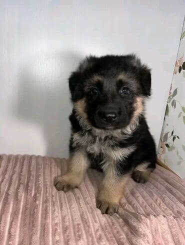 немецкие овчарки щенки купить: Немецкая овчарка — 1