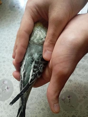 quş tələsi: Çex tutuquşu balaları ay yarımlıqdırlar təcili satıldığına görə bu — 7