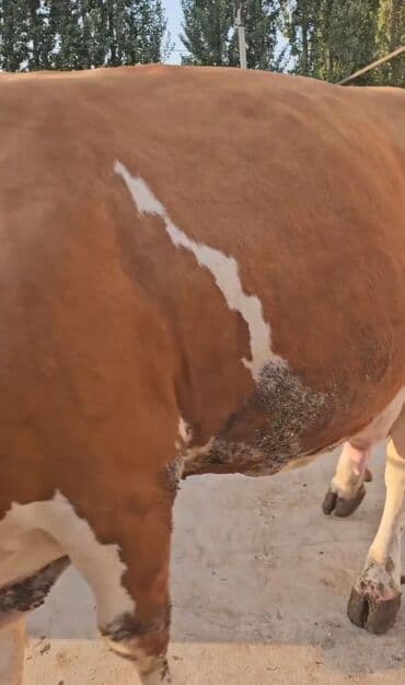 südlük inəklər: Süd yönümlü inək - Cins tipi: qırmızı-ağ rəngli, iri cüssəli süd — 7