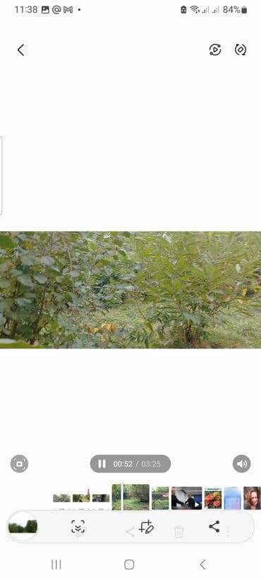 аренда и продажа недвижимости: Продаётся сад — 3