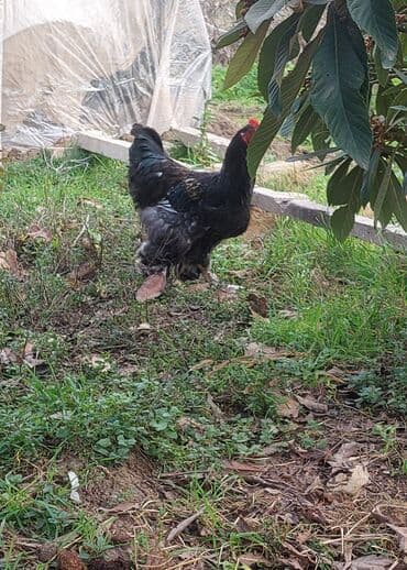 Ördəklər: Toyuq, Brama, Damazlıq, Ödənişli çatdırılma — 3