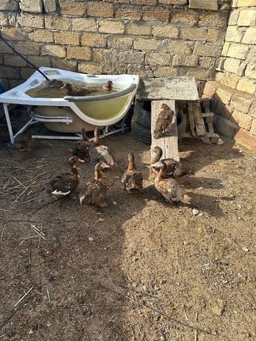 qu quşu satışı: Krasnadar cinsi lal ördəklər satılır. Kürdəxanıdadır.Yumurtlayan — 4