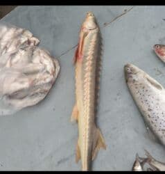 betta balığı: Hər növ dəniz balıqları mövcuddur balıq yağı qırmızı ikra qara ikra — 9