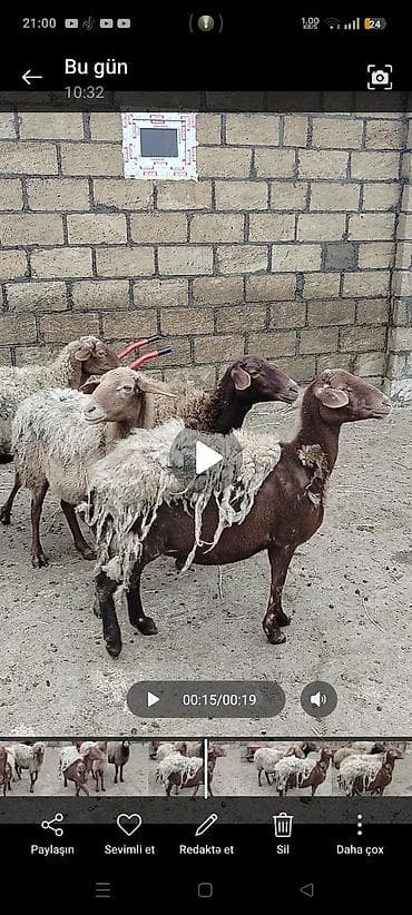 qoyunu: Qoyun sürüsü satılır – qarabaş və qəhvəyi rəngli yerli cinslər — 1