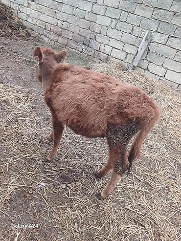 Inəklər, öküzlər: Qırmızı rəngli disi dana satilir tecili — 2