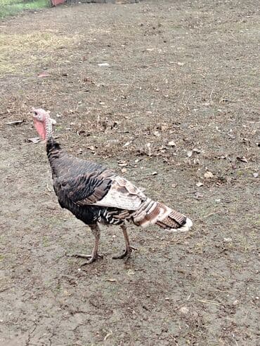 50 manata erkek hindusqalar