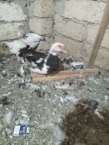 ördək cücəsi: Dişi, | Lal ördək, Yumurtalıq, Ünvandan götürmə — 3