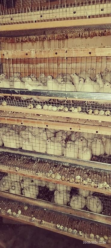 balaca it sekilleri: Məhsul: Ağ bildirçinlər və çoxqatlı qəfəs sistemi Təsvir: - Ağ rəngli — 4
