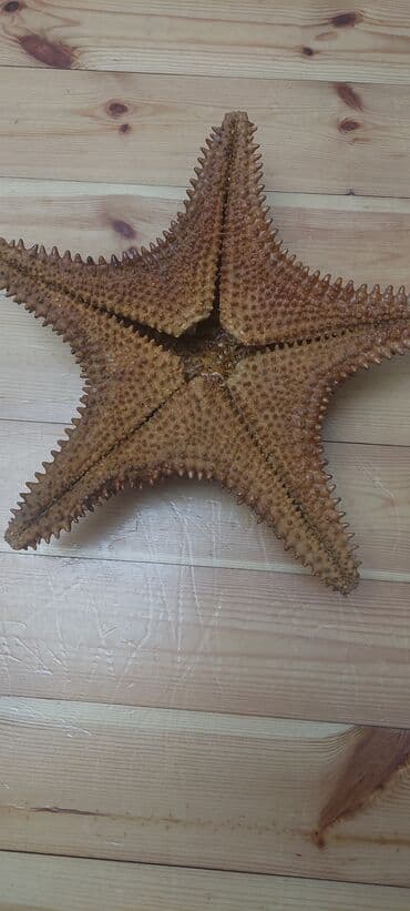 akvarium daş: Salam Dəniz Ulduzudur təbidir.Mən özum karib dənizindən tutub — 4