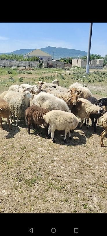 heyvan alqi satqisi: Dişi, il: 2 — 3