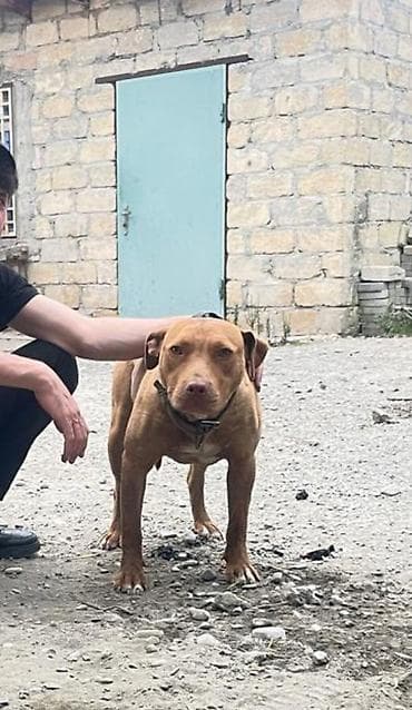 balaca ev itləri: Pitbul, 1 il, Dişi, Peyvəndli, Ünvandan götürmə — 3