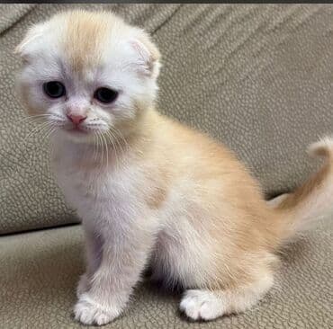 Lincoln: Sevimli pişik balaları - Növ: Ev pişiyi, müxtəlif balalar - Rənglər — 2