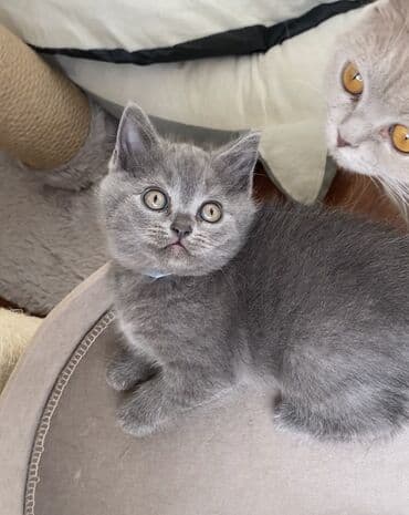 породистые котята даром: Шотландская, Самец, Самка, Самовывоз — 19