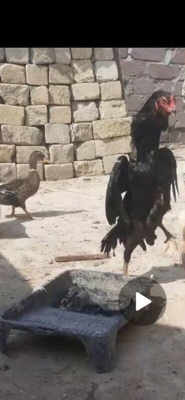 meşe xoruzu: Xoruz, Heyratı, il: 1, Ödənişli çatdırılma — 1